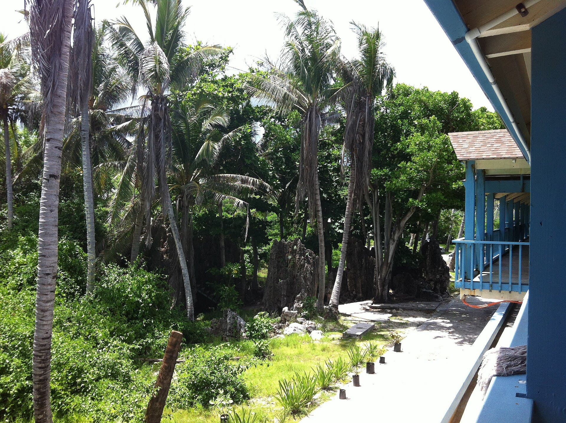 Garden paths among coconut palms