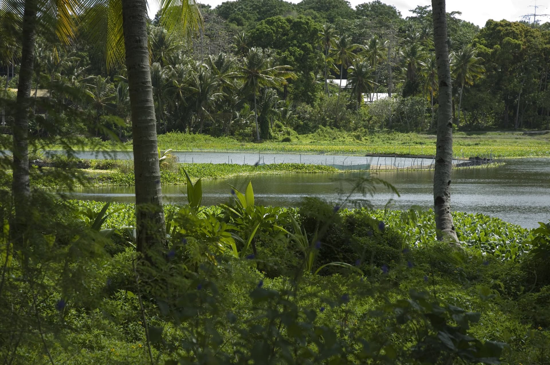 Palms around Buada Lagoon